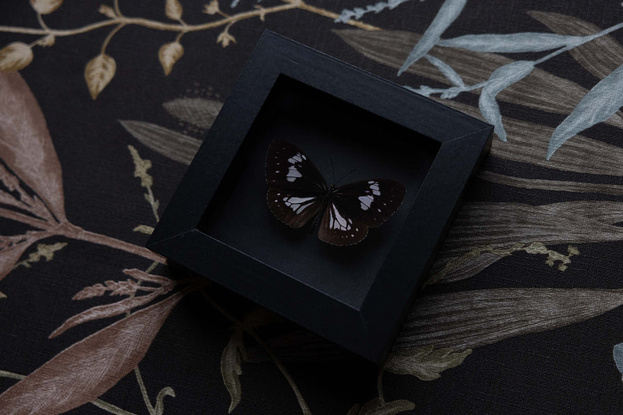 Euploea hewitsonii - No. 10