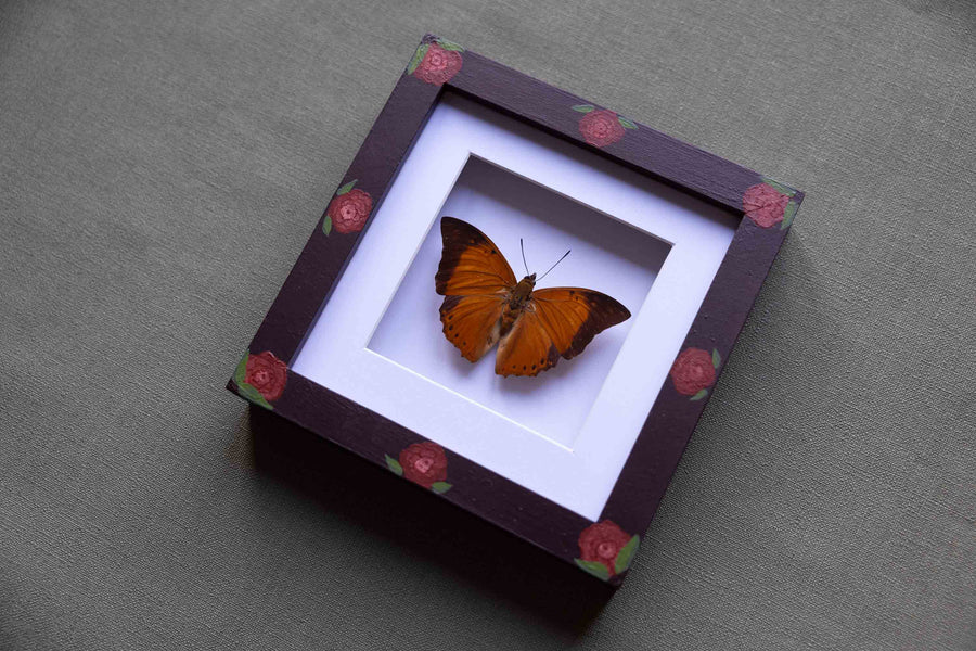 Charaxes Affinis - No. 11