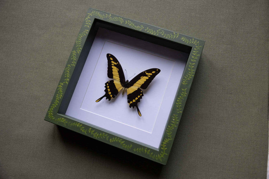 Papilio Thoas - No. 14