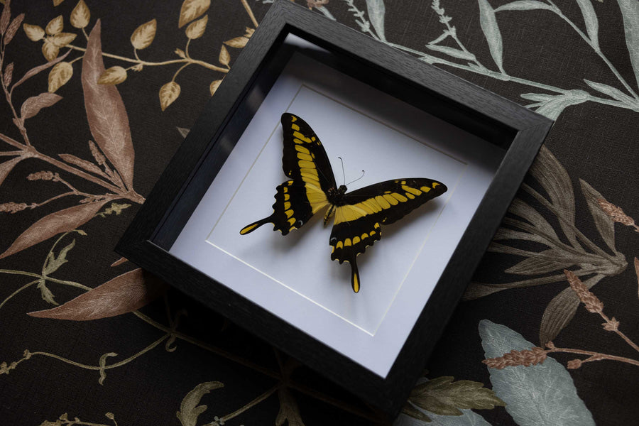 Papilio Thoas - No. 15