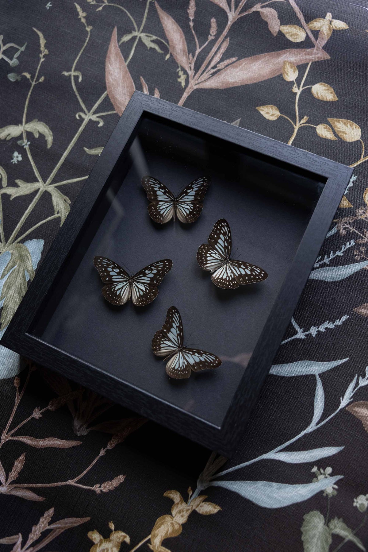 Ideopsis Vulgaris - No. 17