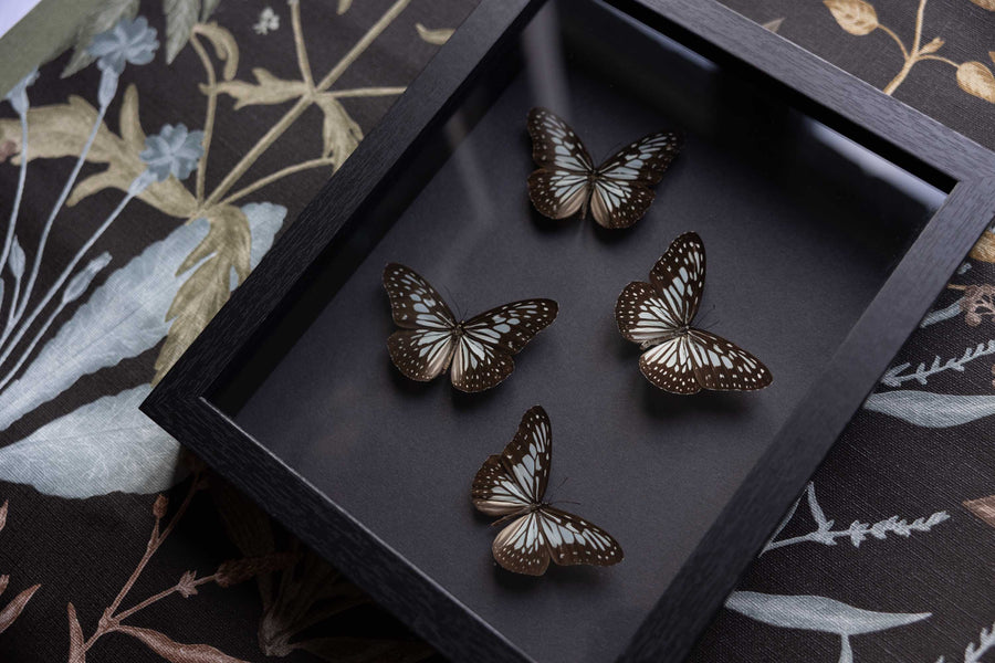 Ideopsis Vulgaris - No. 17