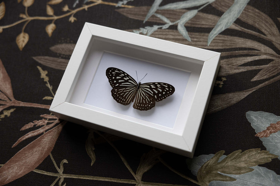 Ideopsis Vulgaris - No. 02