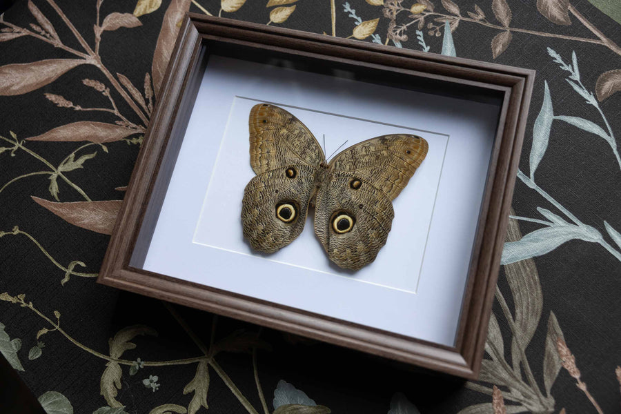 Caligo Eurilochus - No. 20