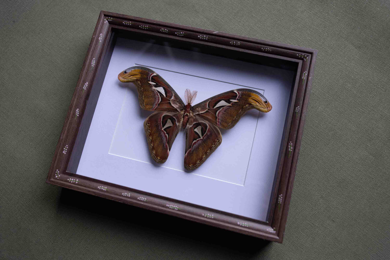 Attacus atlas - No. 21