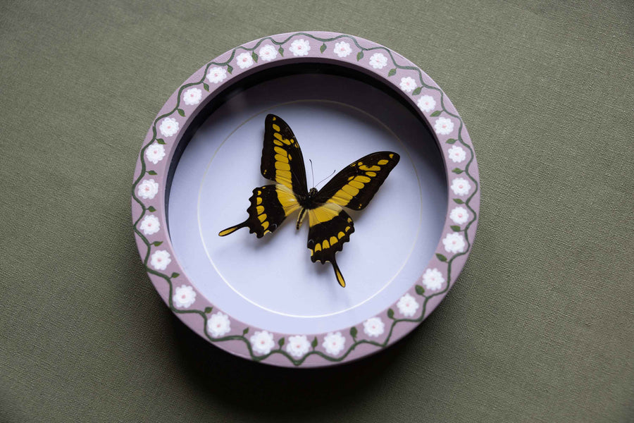 Papilio Thoas - No. 22