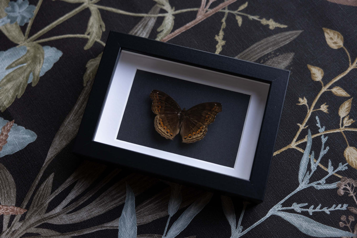 Junonia hedonia - No. 06