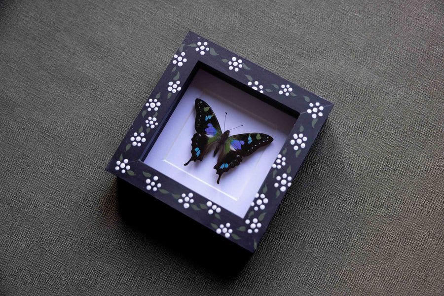 Graphium Weiskei - No. 09